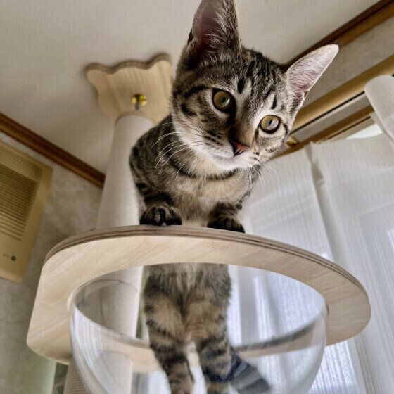 猫タワーから見下ろすハナちゃん