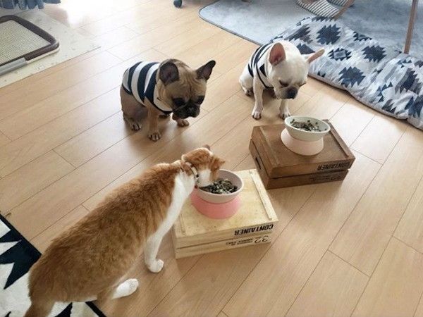 ワンコのごはんを食べちゃうニャンコ