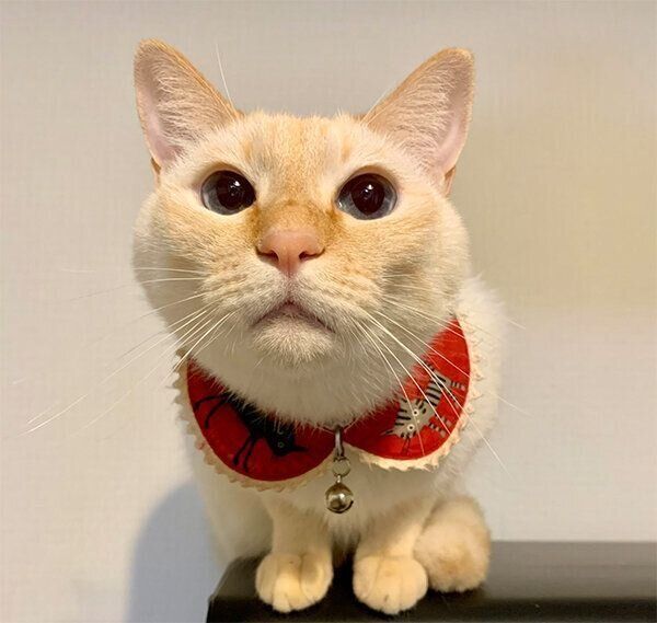 見つめる白玉ちゃん