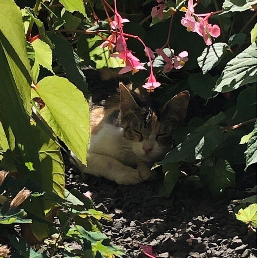 実家の庭へ遊びに来ていた頃のミミちゃん