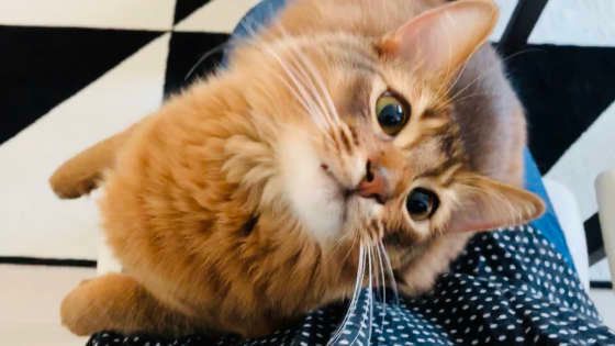 見上げるソマリ