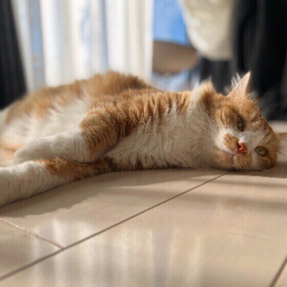 寝転がるMIXの男の子