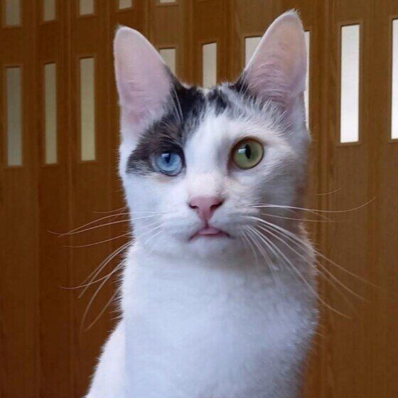 舌をしまい忘れる黒白猫