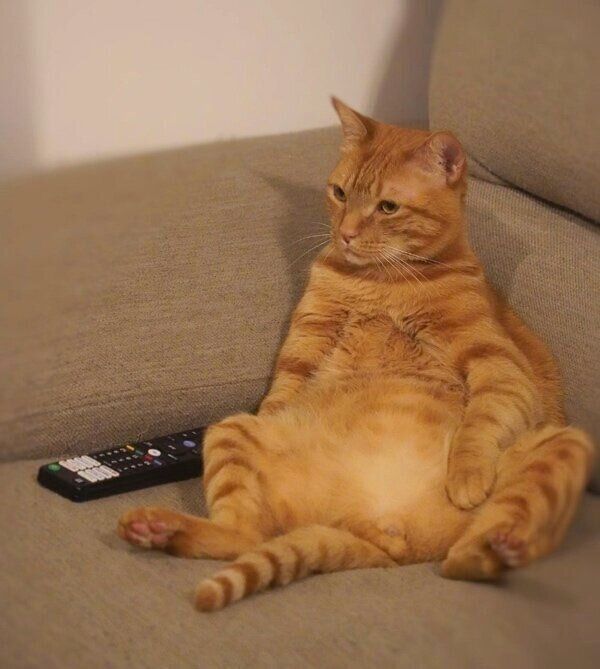 ソファでくつろぐ小次郎くん