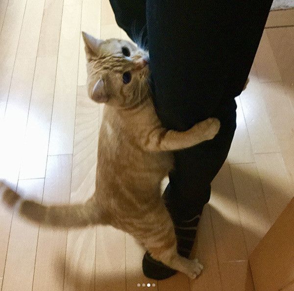 しがみつく猫