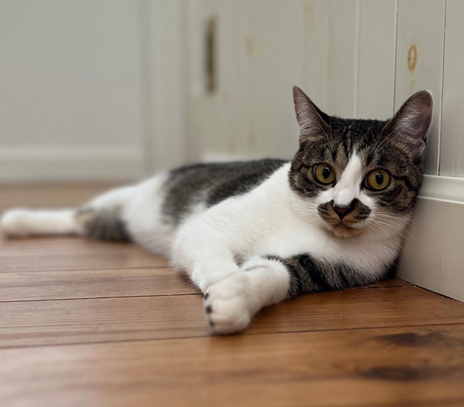 まったりするぽんずちゃん