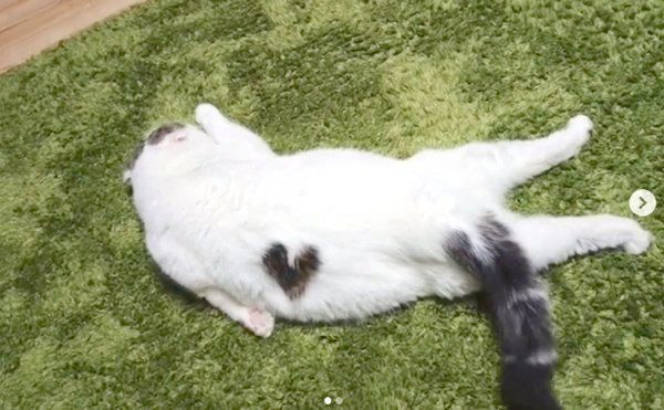 独特な体勢でくつろぐライくん