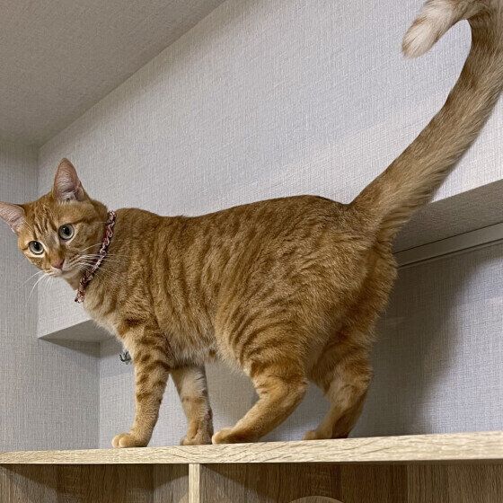 Mix（茶トラ）のもなかちゃん♪