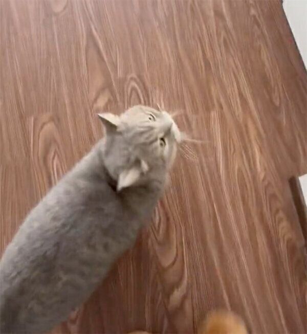 飼い主さんのことを呼びに来たいわしくん