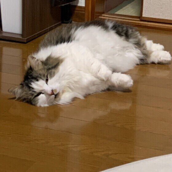 マンチカン・ロングヘアの福太郎君