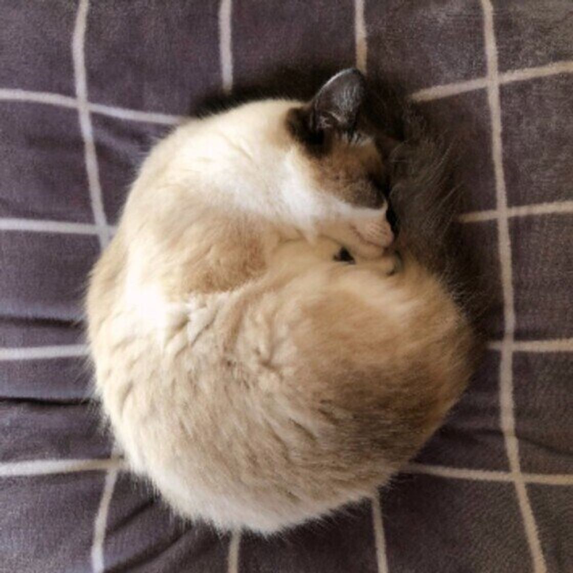 猫が丸まって寝る アンモニャイト 可愛い寝姿は保温目的 ねこのきもちweb Magazine 猫が丸まって寝る アンモニャイト 可愛い寝姿は保温目的 ねこのきもちweb Magazine