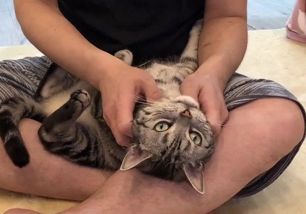 マッサージされるアメリカンショートヘア