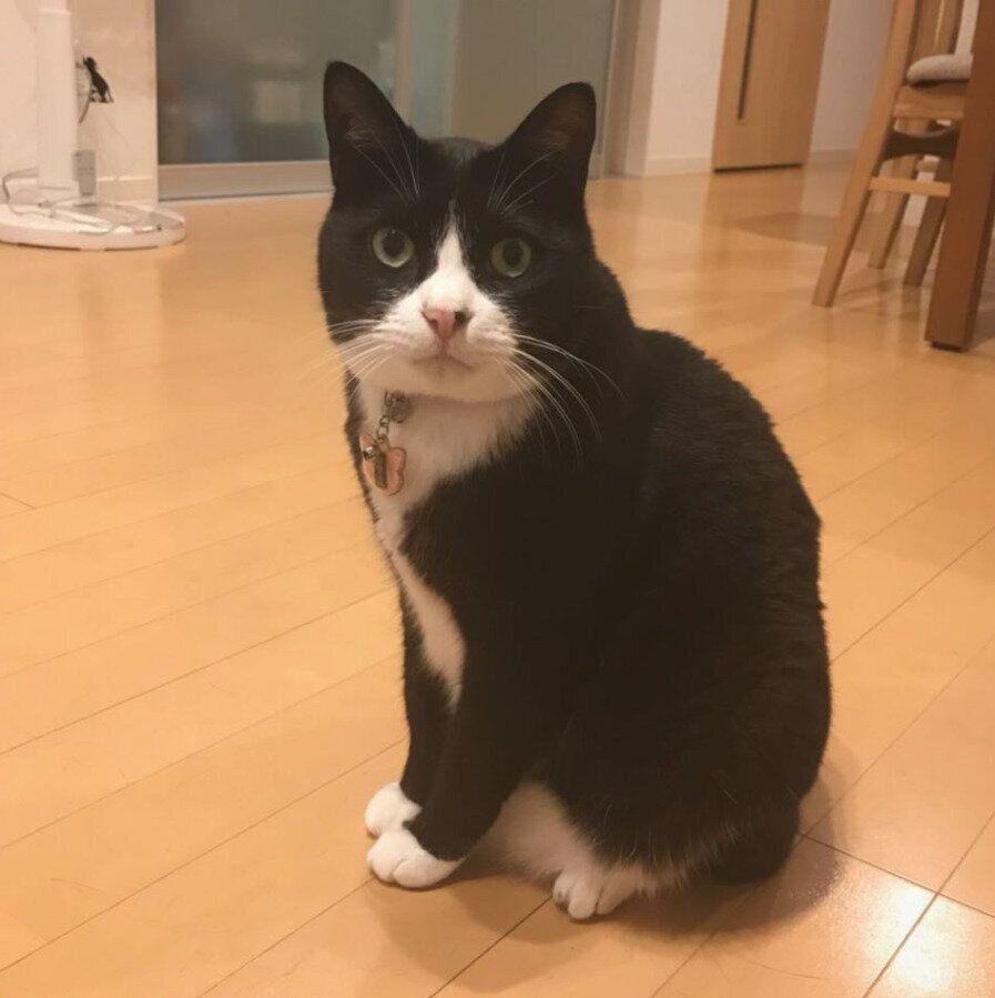 カメラを見つめるクロリーニョ（オス）