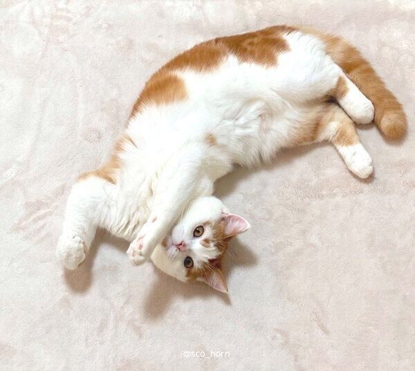 寝転がるホルンくん