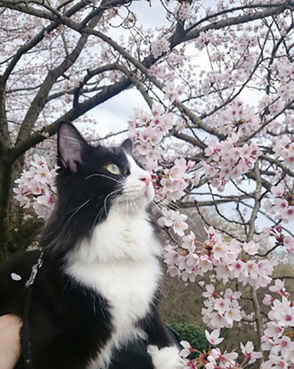 桜を見つめる猫