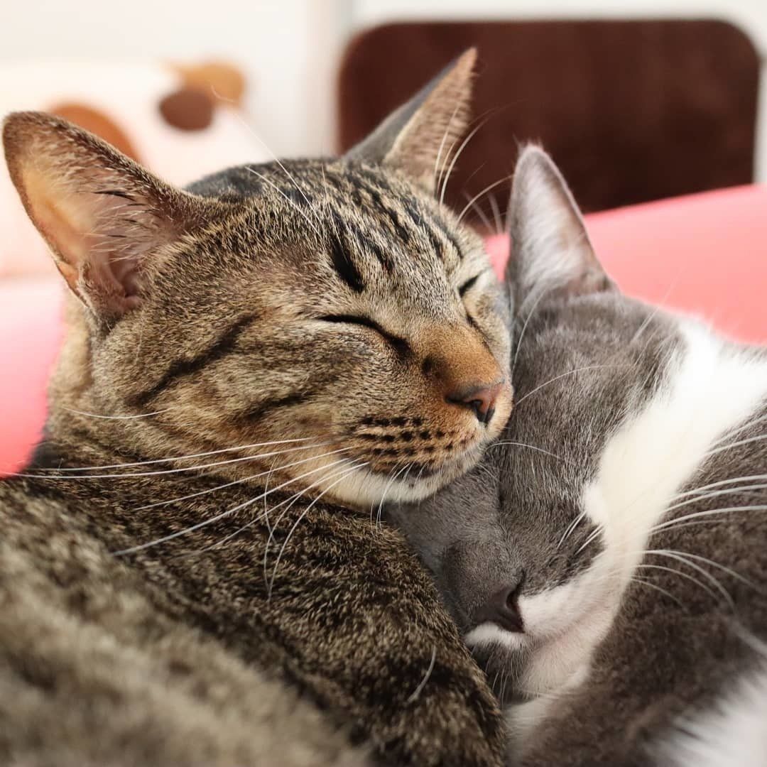 くっついて眠る2匹の猫