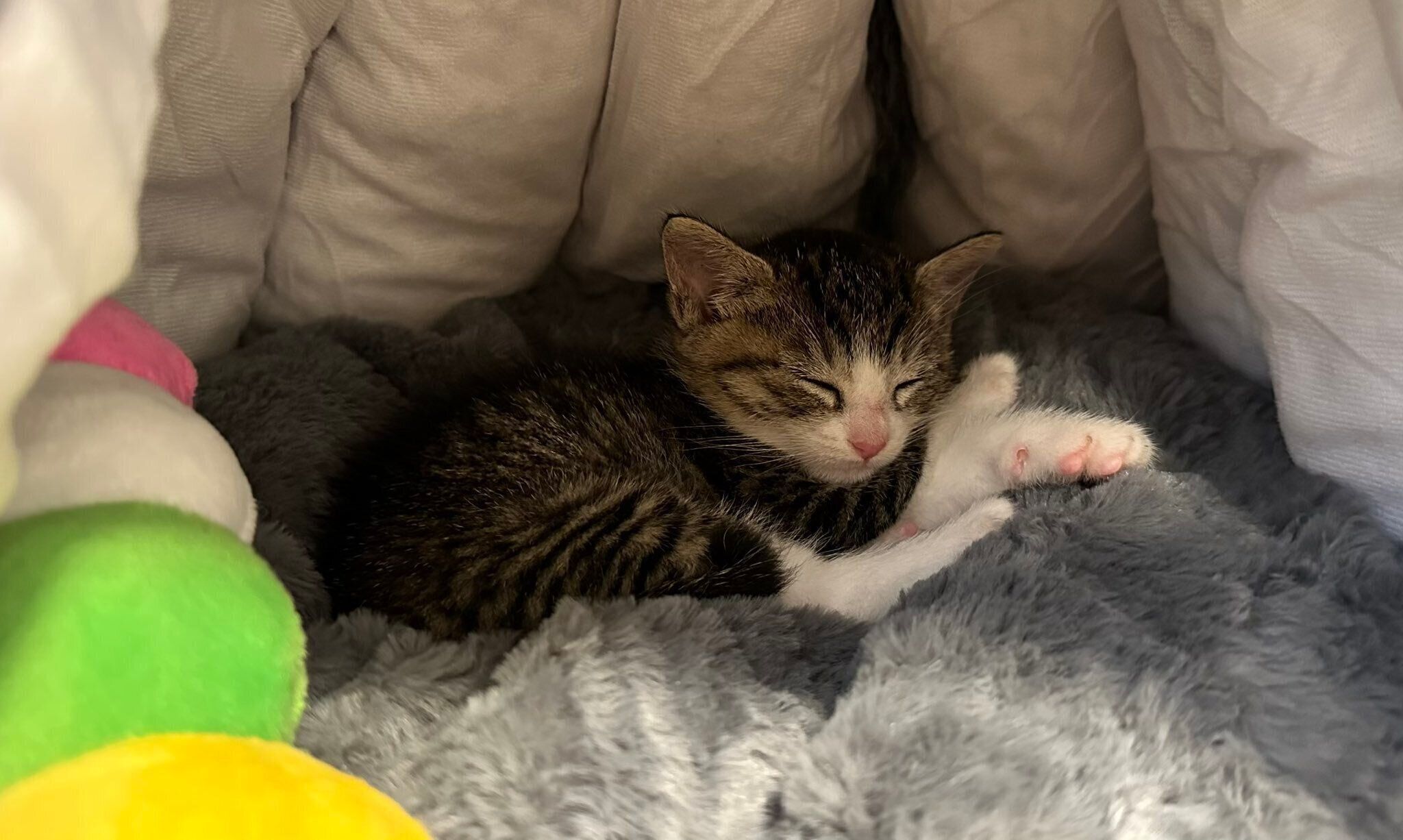 生後1カ月の子猫