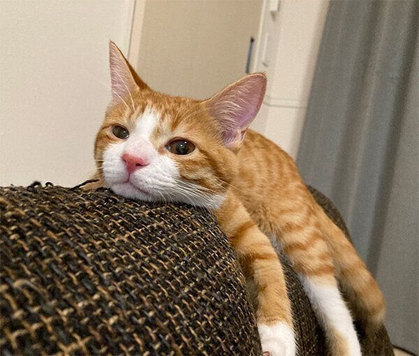 くつろぐいなりくん