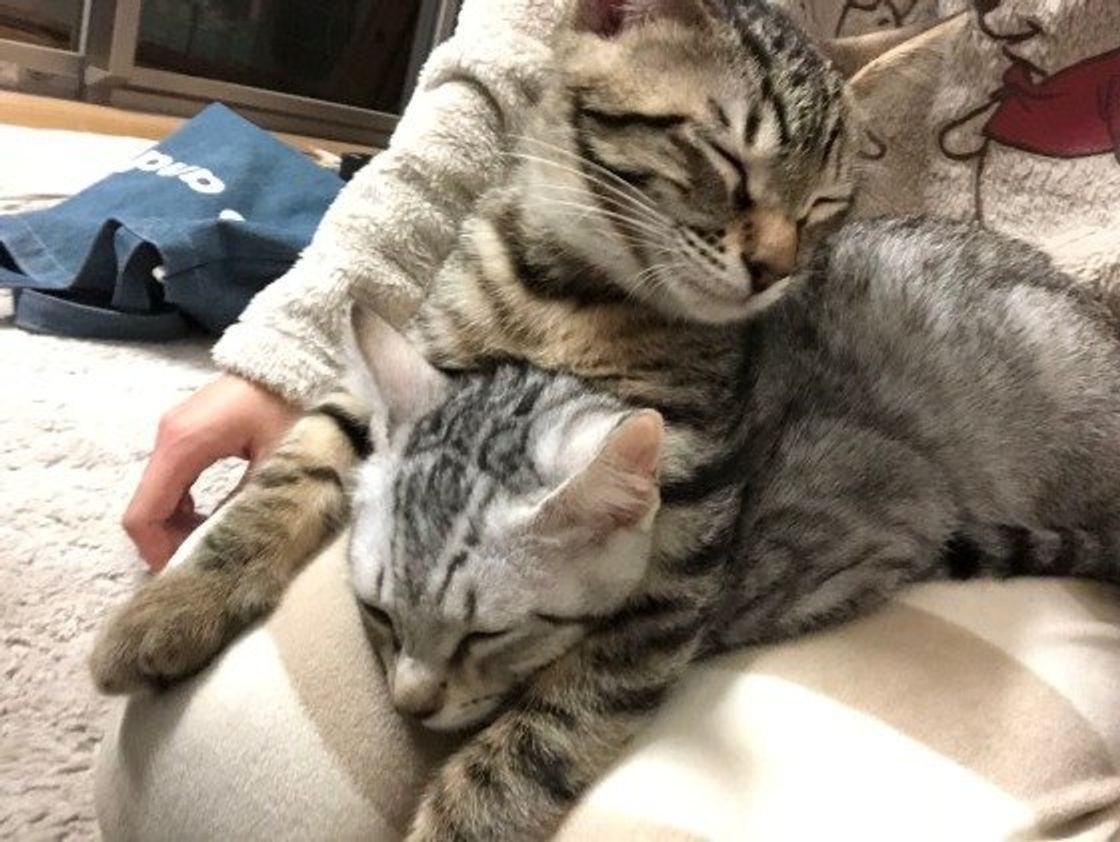 自分を 猫の下僕 と称するのはどんな人 専門家が真面目に分析 ねこのきもちweb Magazine 自分を 猫の下僕 と称するのはどんな人 専門家が真面目に分析 ねこのきもちweb Magazine