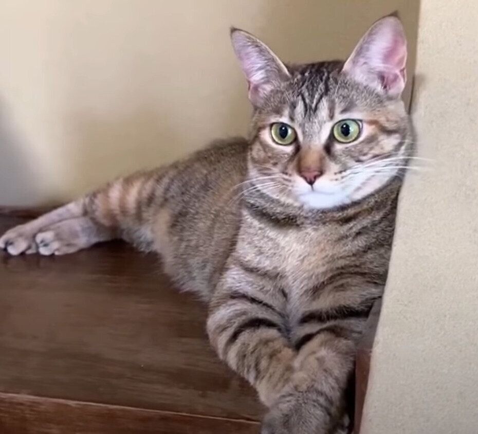 柴犬リキちゃんにびっくりしたリタちゃん