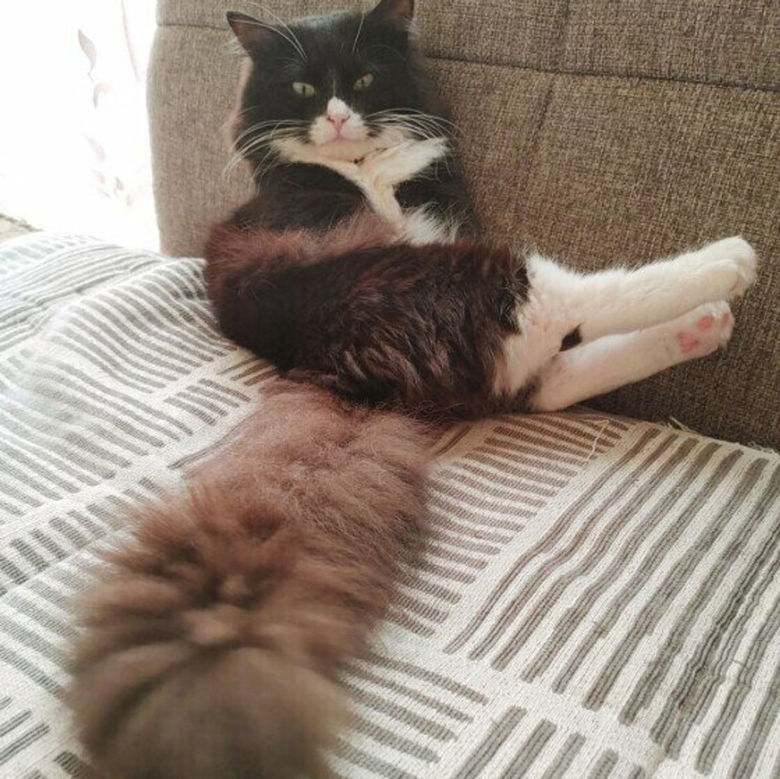 猫のしっぽの役割はズバリ3つ 可愛い しっぽ の不思議な魅力 ねこのきもちweb Magazine 猫のしっぽの役割はズバリ3つ 可愛い しっぽ の不思議な魅力 ねこのきもちweb Magazine