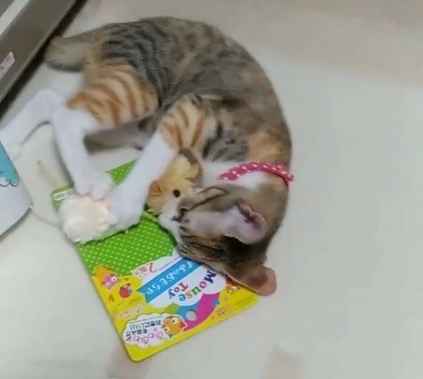 おもちゃで遊ぶ猫