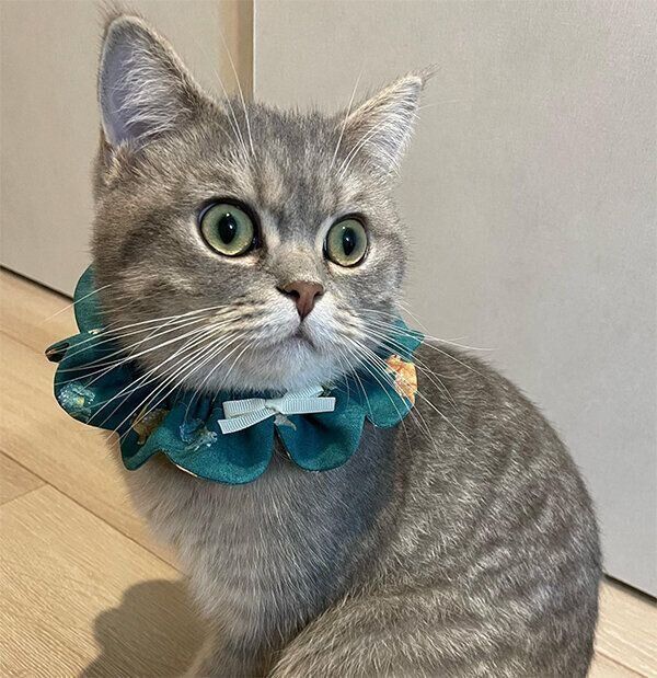 見つめるマヨくん