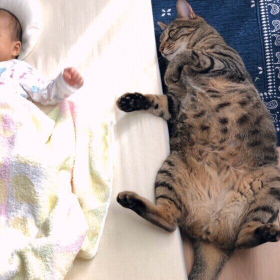 キジトラのコンペイくん