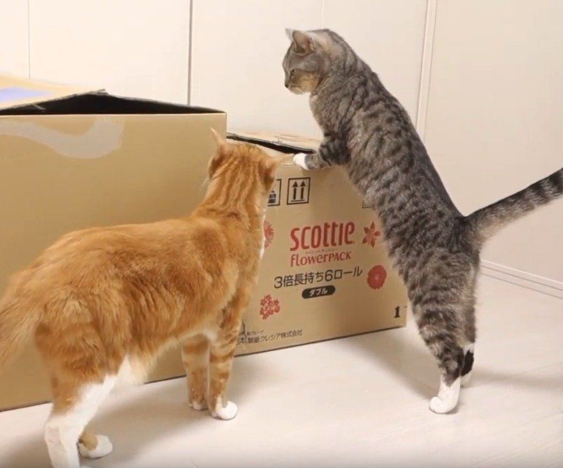 箱が気になる猫