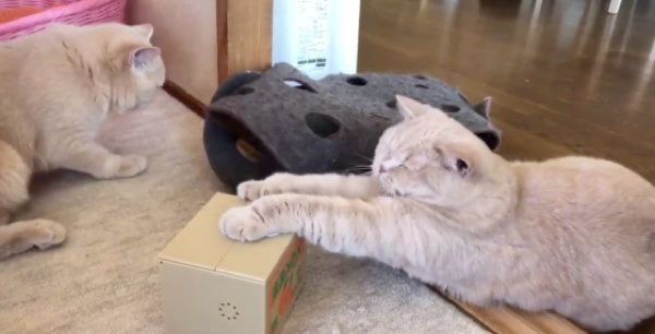 自動貯金箱で遊ぶブリティッシュショートヘア