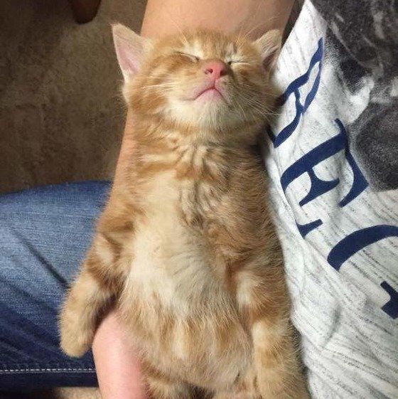 眠る子猫