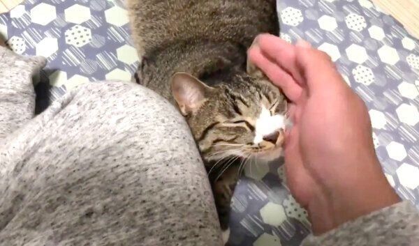 飼い主さんに甘えるちゃむのすけくん