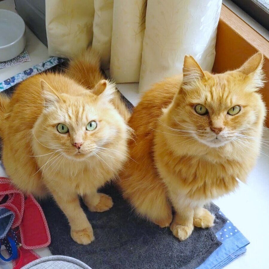 カメラを見上げるエルくん（左）とラチくん（右）