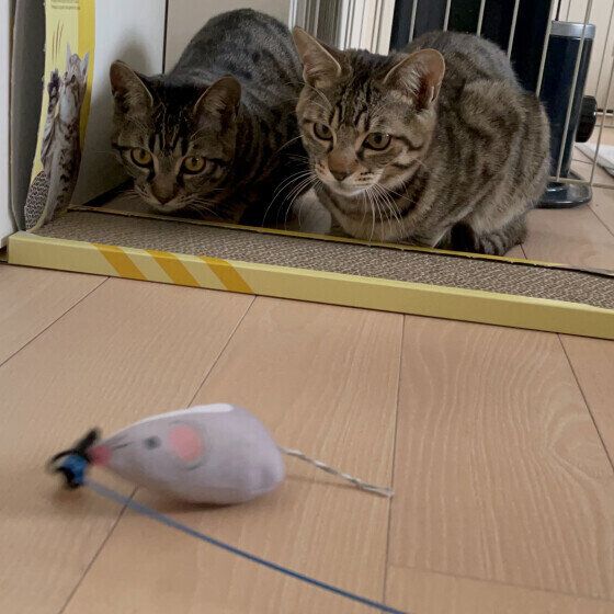 獲物を見る空助くん