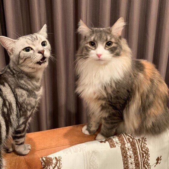 アメリカンショートヘアの姫ちゃん