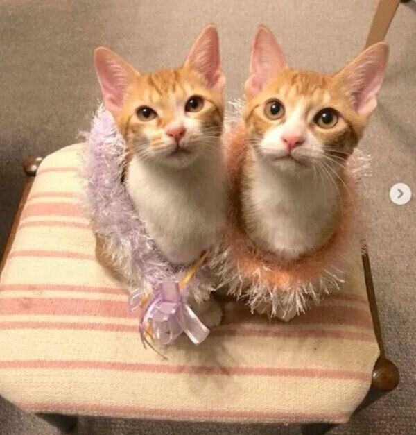 見つめるむぎちゃん、みそちゃん