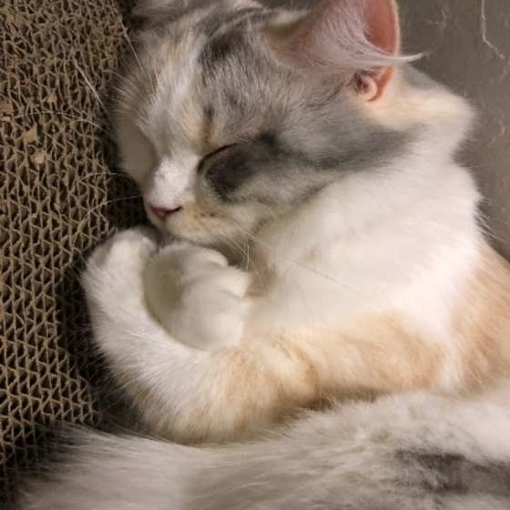 りんごちゃん・スコティッシュフォールド