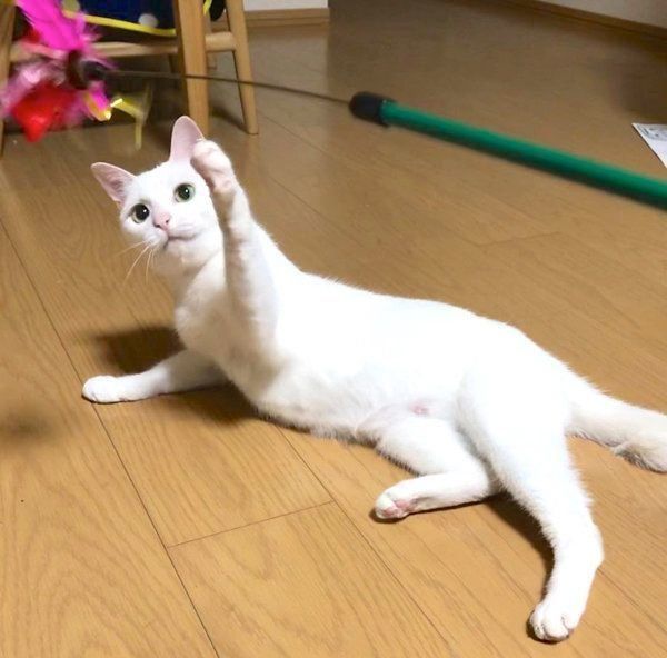 元保護猫・ミカヅキちゃん