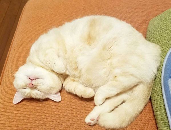 熟睡するマンチカン