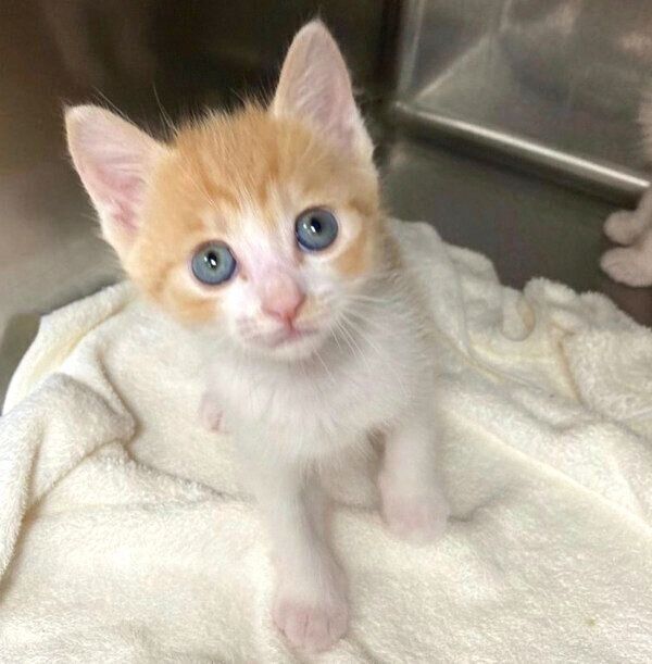 見つめるポットくん