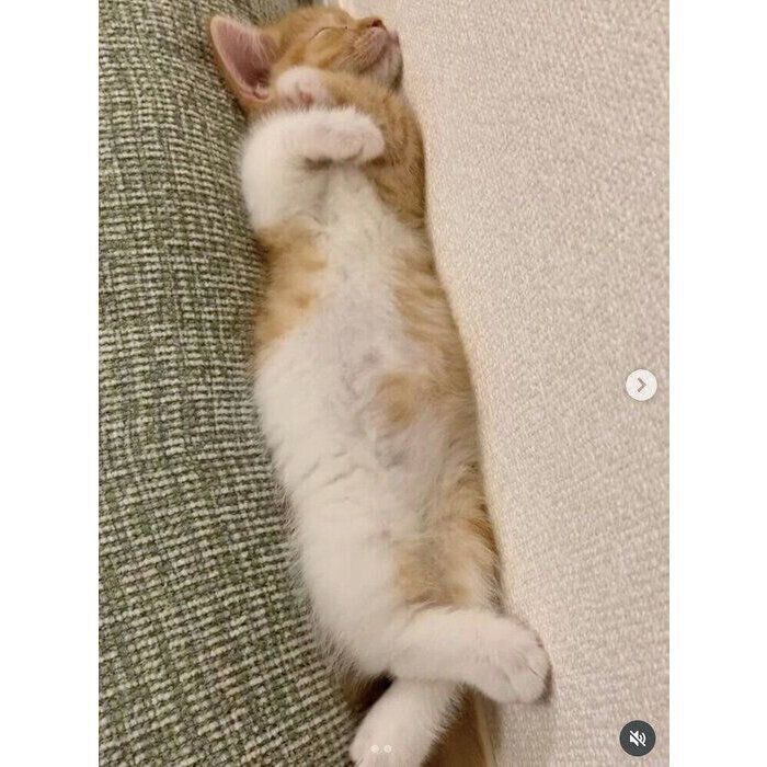 生後2カ月半のころに撮影したウニちゃん