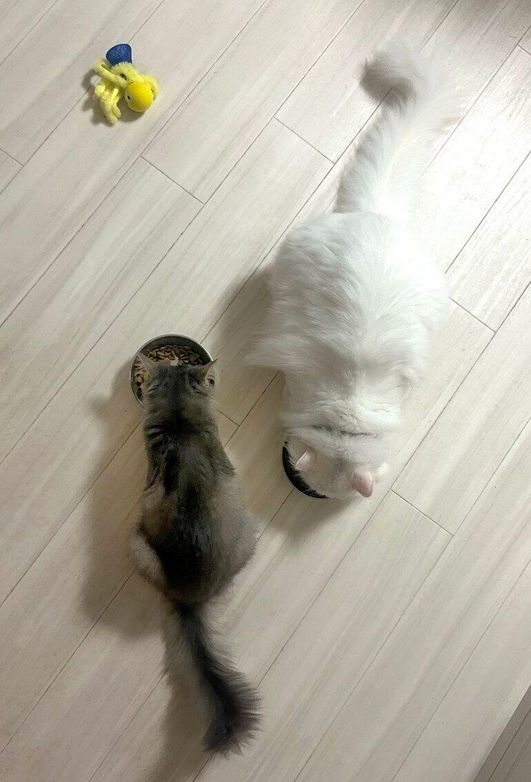 並んでゴハンを食べるキヌちゃん、ネリちゃん