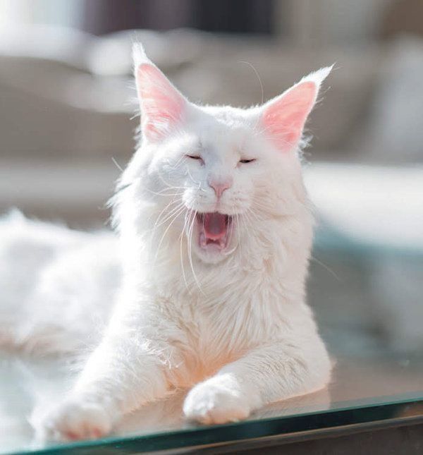 健康／異変のある猫の舌