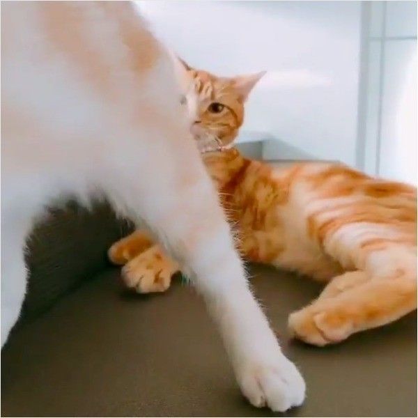 なめなめニャンコ