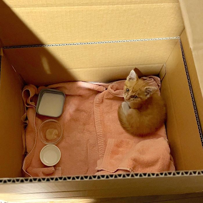 保護当時のなゆちゃん