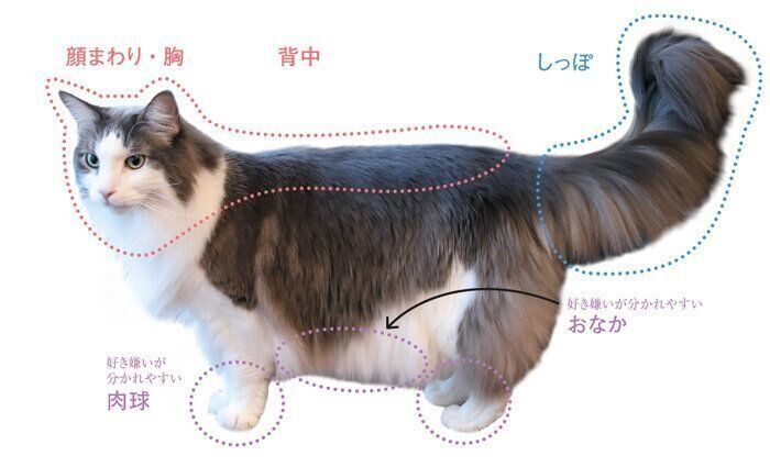 猫が触られてうれしい・イヤな部位とは