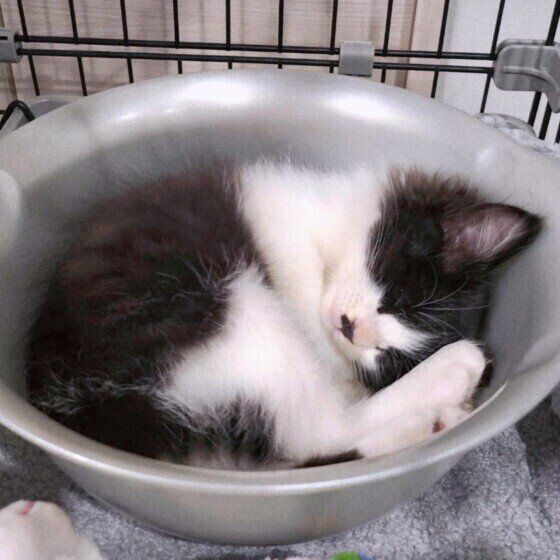 アンモニャイトで眠るそらくん