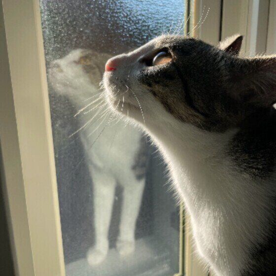 サバトラ猫のきなこちゃん