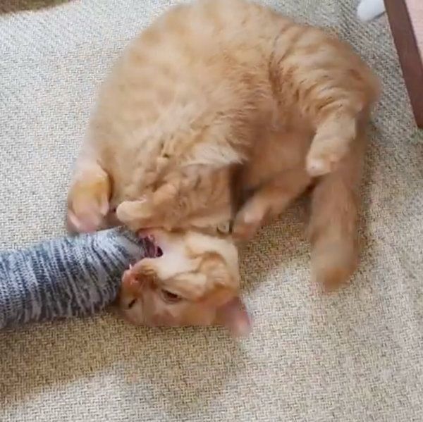 足に絡みつくマンチカン