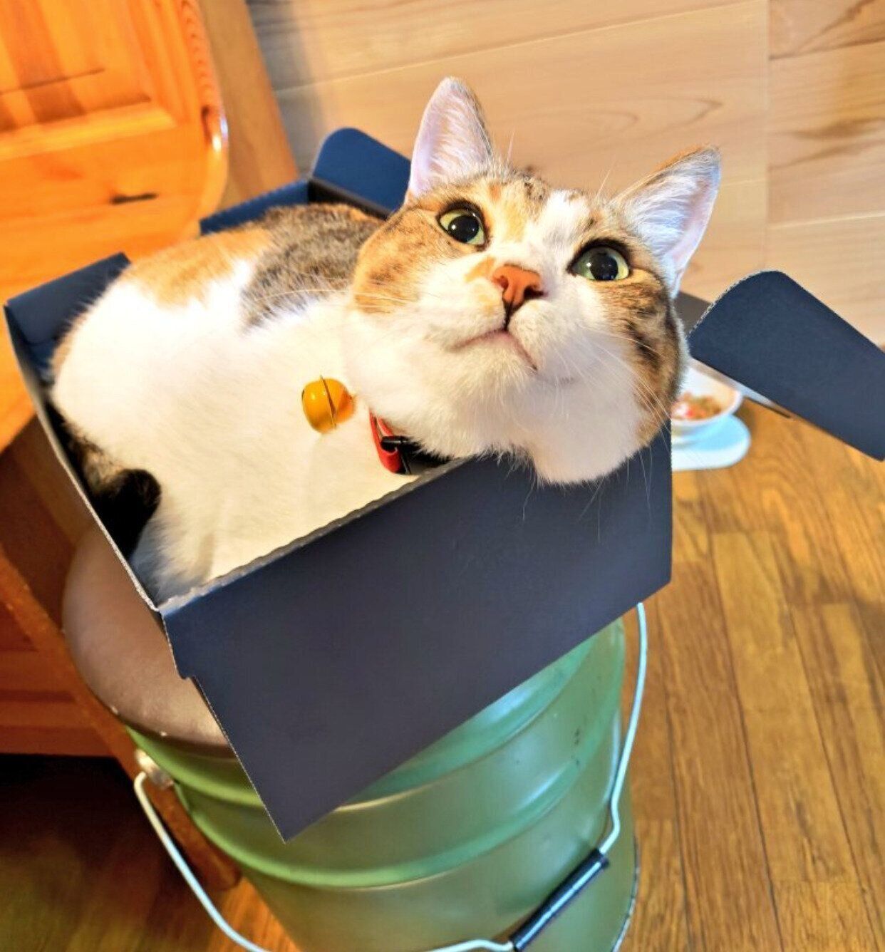 箱に入るテンちゃん